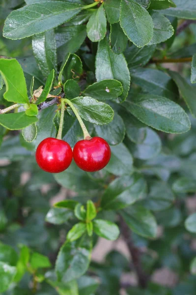 Cerejas vermelhas maduras — Fotografia de Stock