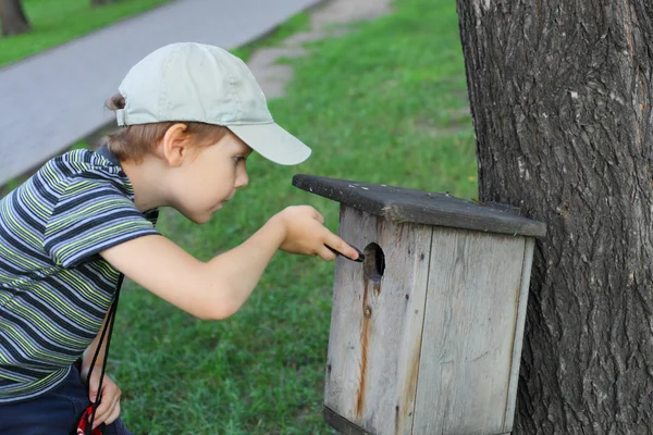 Kleiner Junge bietet Himbeeren an — Stockfoto