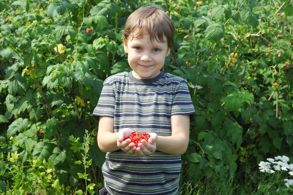 Little boy offering raspberries — Stock Photo, Image