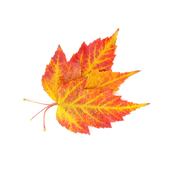 Gele en rode esdoorn bladeren — Stockfoto