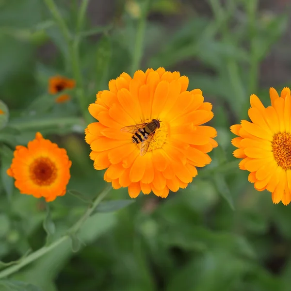 Wasp on orange calendula — Stock Photo, Image