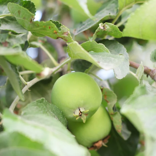 Maçãs verdes em árvore — Fotografia de Stock