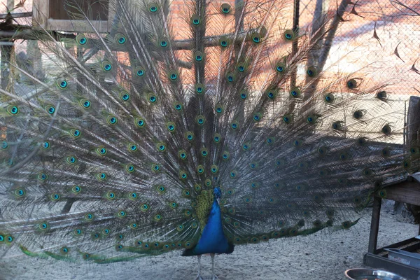 Mooie peacock in dierentuin — Stockfoto