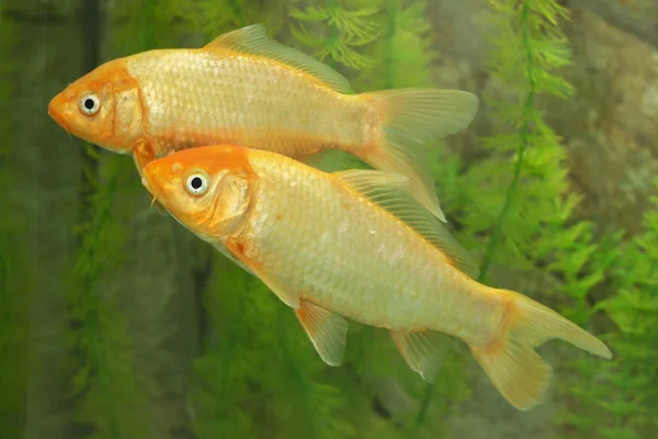 Par de peixes dourados — Fotografia de Stock