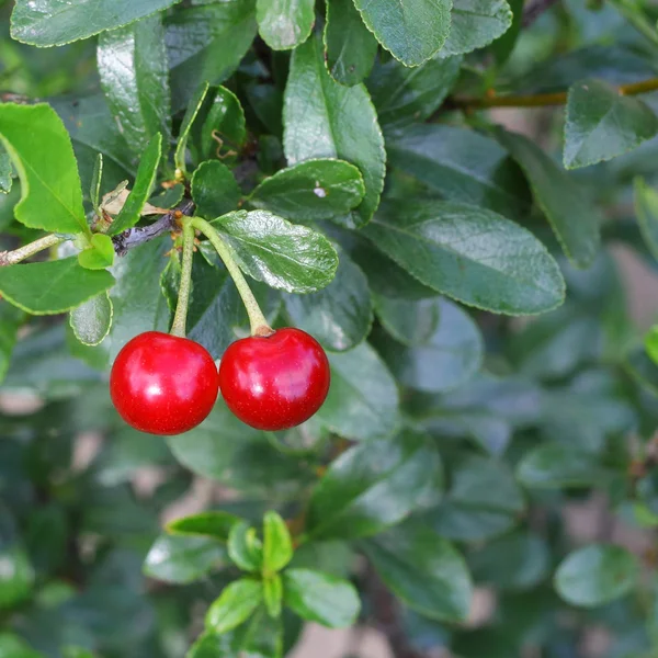 Cerejas vermelhas maduras — Fotografia de Stock