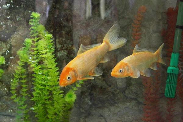 Golden fish in aquarium — Stock Photo, Image