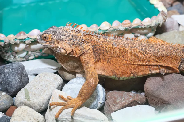 Bruin hagedis close-up — Stockfoto