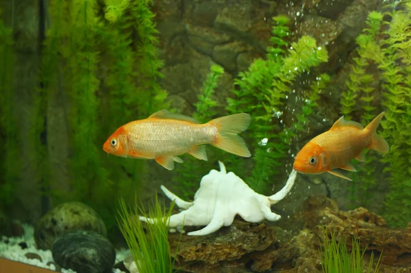 Golden fish in aquarium — Stock Photo, Image