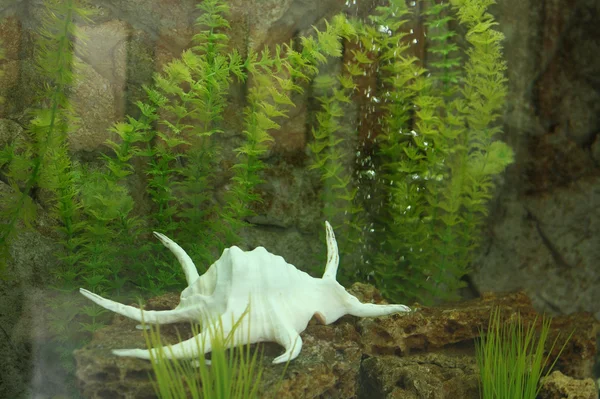 Aquarium with seashell and plants — Stock Photo, Image