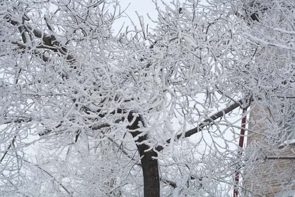 Vintersnö träd — Stockfoto