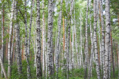 Huş ağaçları orman