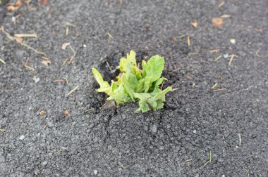 büyüyen yeşil Filiz