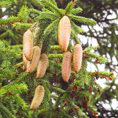 büyük koniler ile köknar ağacı