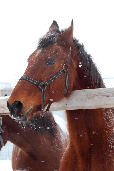 Feeding paarden buiten — Stockfoto