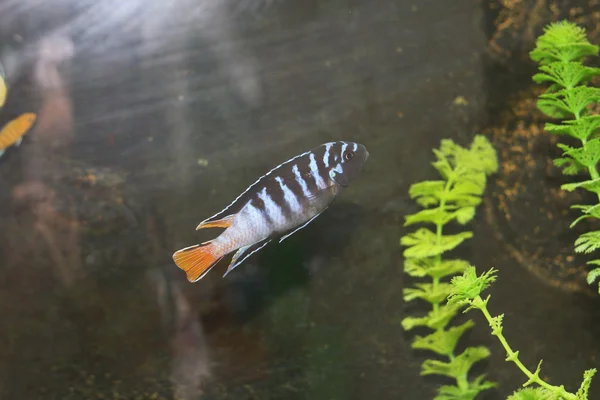 Little fish in aquarium — Stock Photo, Image