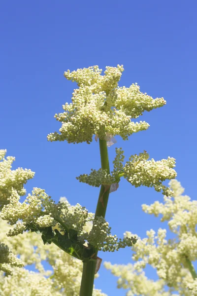 Rhubarb plant over blue sky — Stock Photo, Image