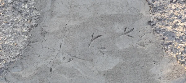 Отпечатки птиц на асфальте — стоковое фото