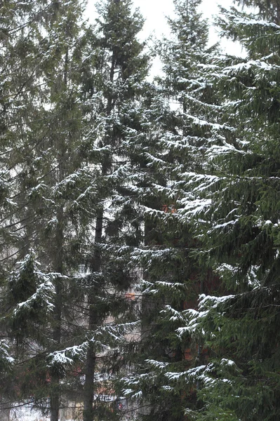 Kış kürk ağaçlar — Stok fotoğraf