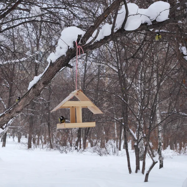 Alimentación invierno aves — Foto de Stock