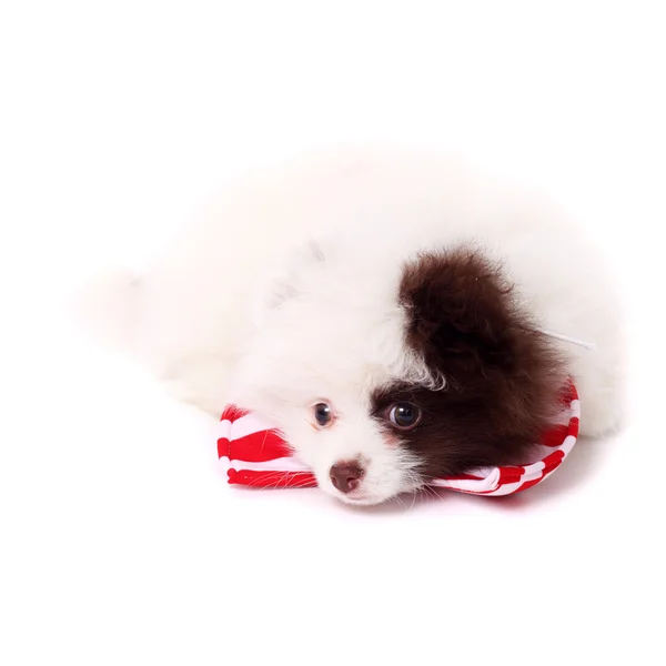 Cute little spitz puppy — Stock Photo, Image