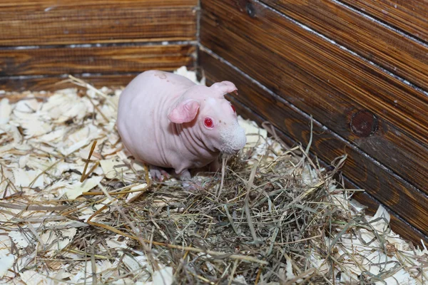 Fofinho pequeno cavy — Fotografia de Stock