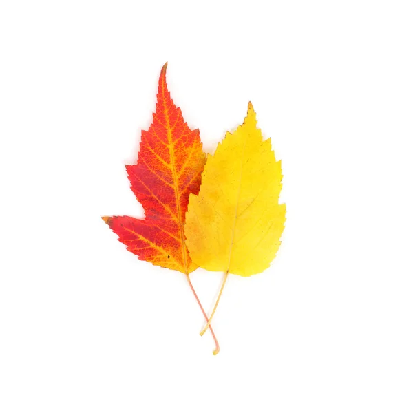 黄色と赤のカエデの葉 — ストック写真