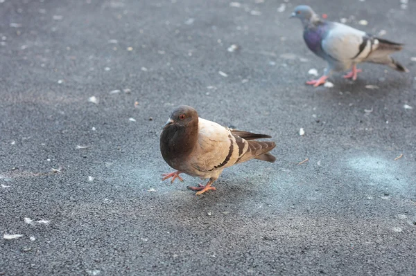 Park'ta yürüyordunuz güvercinler — Stok fotoğraf