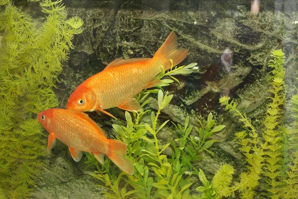 Two golden fish — Stock Photo, Image