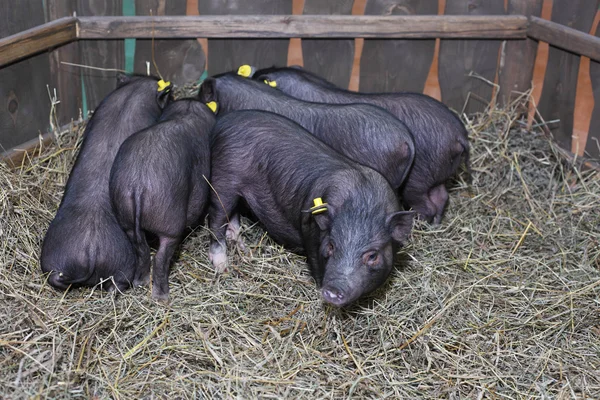 Pequeños mini cerdos grises — Foto de Stock