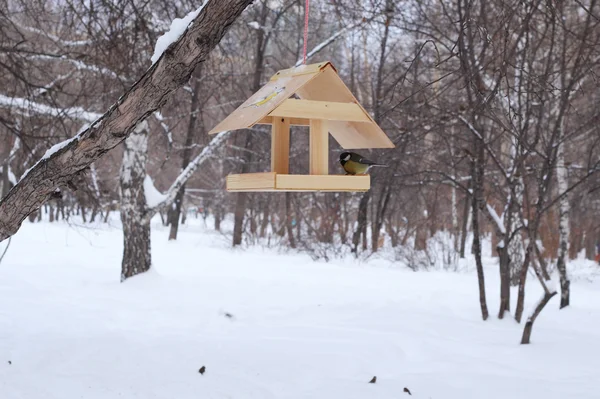 Птахи годування зимові — стокове фото