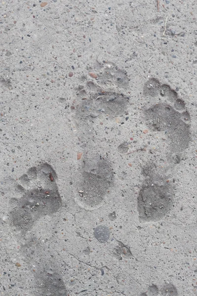 Huellas de pies en asfalto —  Fotos de Stock
