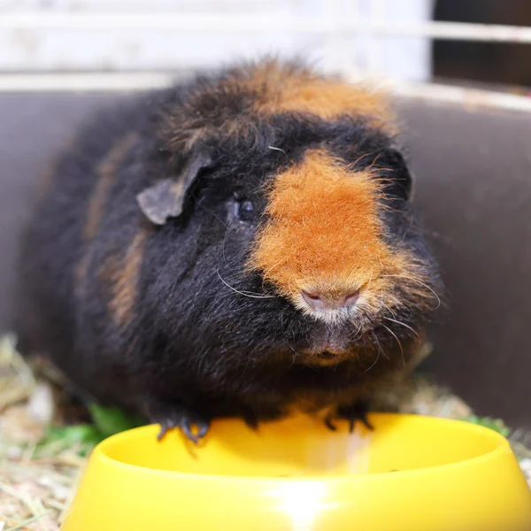 Söt brun cavy — Stockfoto