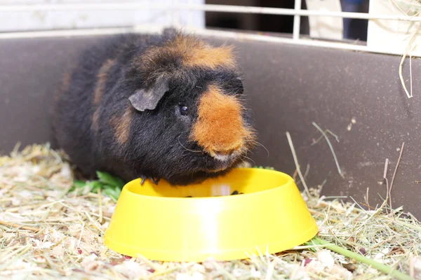 Fofinho pequeno cavy — Fotografia de Stock