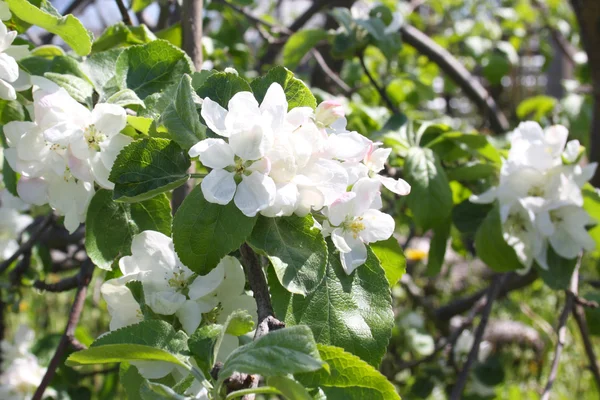 Apple tree blooming — Stock Photo, Image