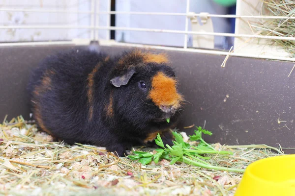 Schattig bruin cavy — Stockfoto