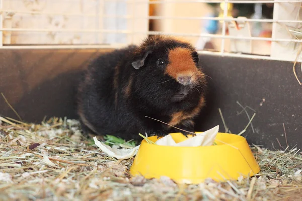 Carino cavia marrone — Foto Stock