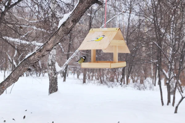 Alimentación invierno aves — Foto de Stock