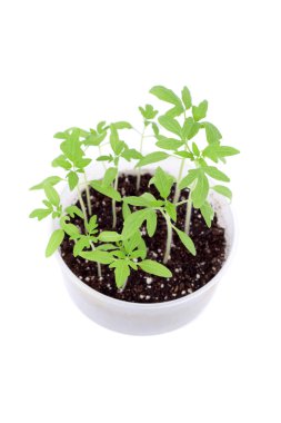 Parlak yeşil lahanası bahar