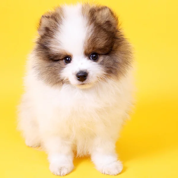 Söta leende liten spitz valp — Stockfoto