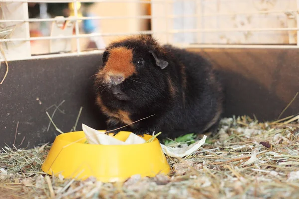 Carino cavia marrone — Foto Stock