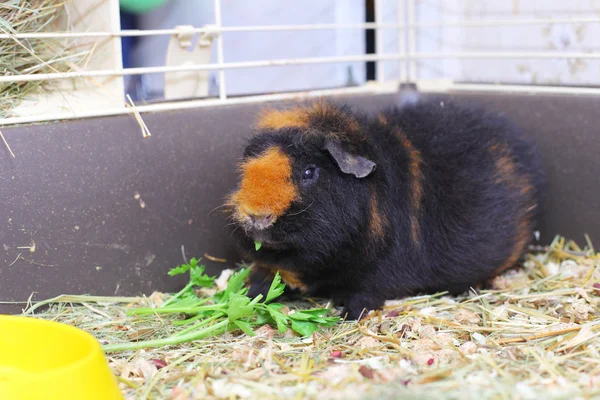 可爱的棕色豚鼠 — 图库照片