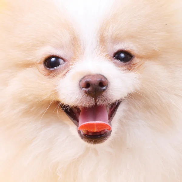 Feliz lindo perrito spitz — Foto de Stock