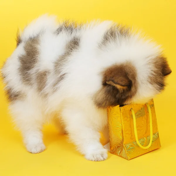 Puppy and holiday parcel — Stock Photo, Image