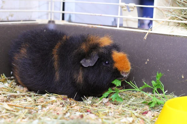 Hezký hnědý cavy — Stock fotografie