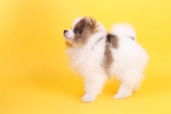 Lindo sonriente poco spitz cachorro — Foto de Stock