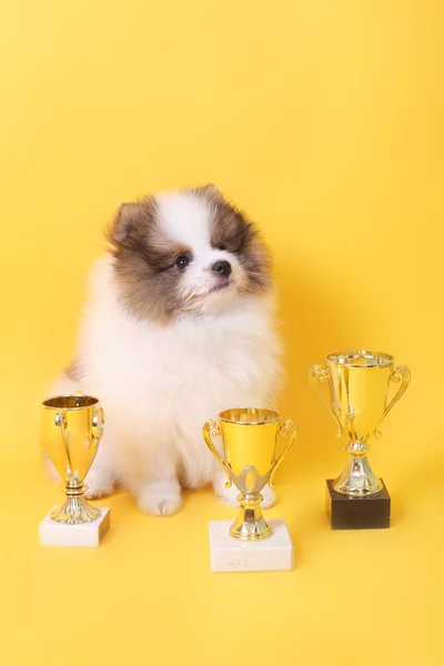 Spitz köpek yavrusu kazanan — Stok fotoğraf