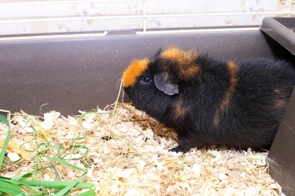 Söt brun cavy utfodring — Stockfoto