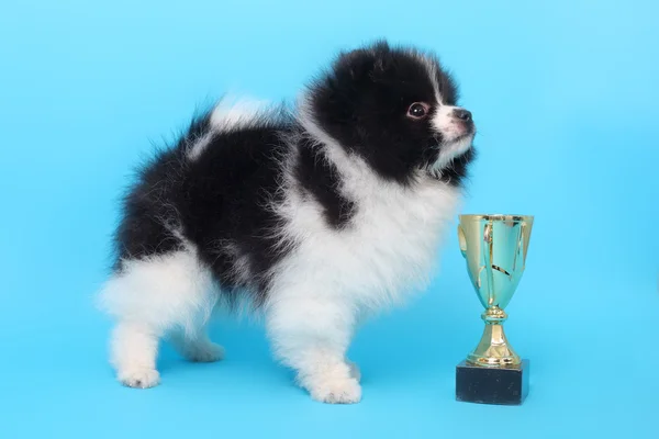 Spitz chiot gagnant — Photo