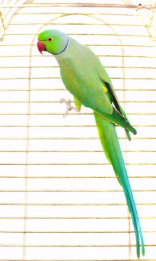 Yeşil papağan kafes içinde