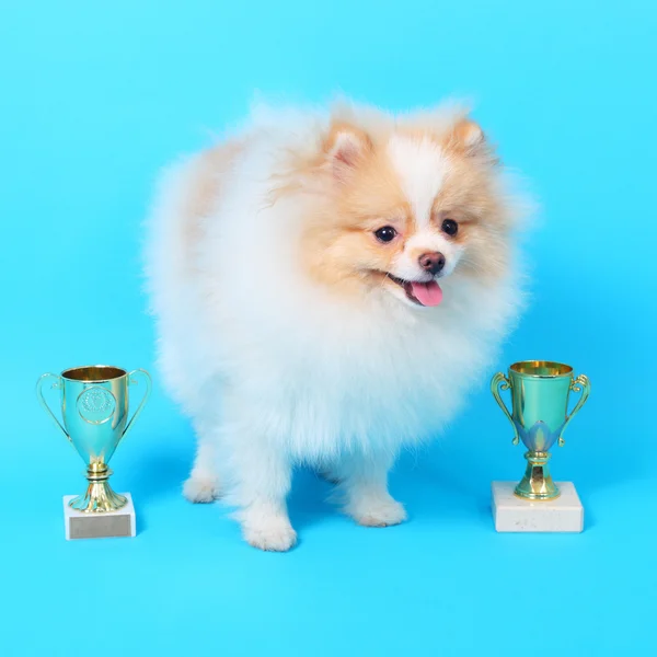 Spitz puppy winner — Stock Photo, Image